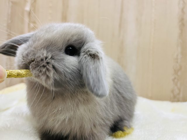 ホーランドロップ