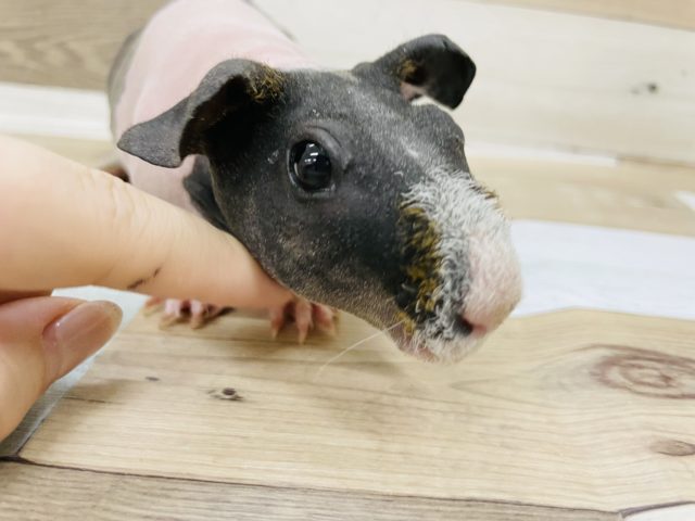 スキニーギニアピッグ