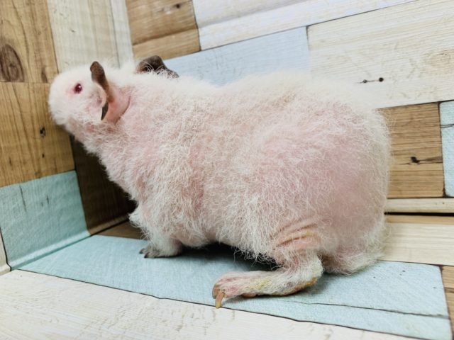 スキニーギニアピッグ