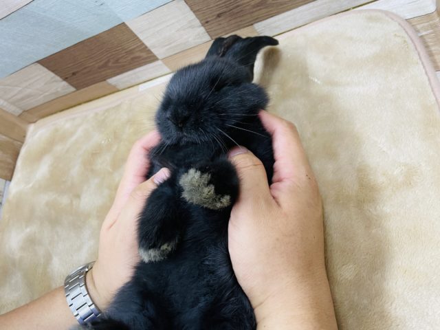 フレミッシュジャイアント