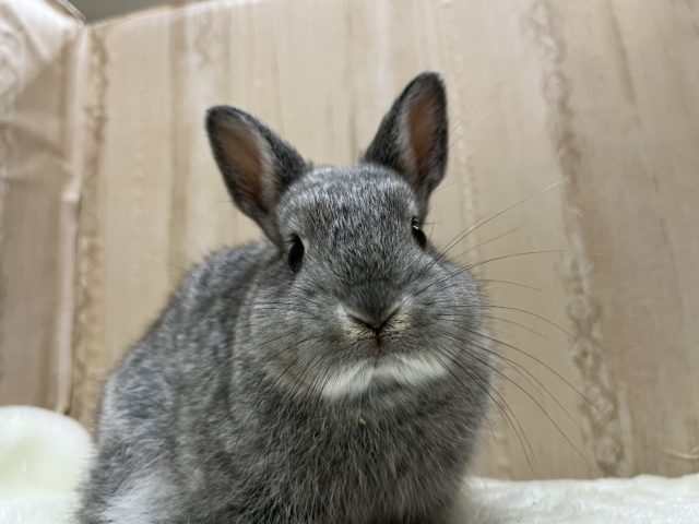 ネザーランドドワーフ