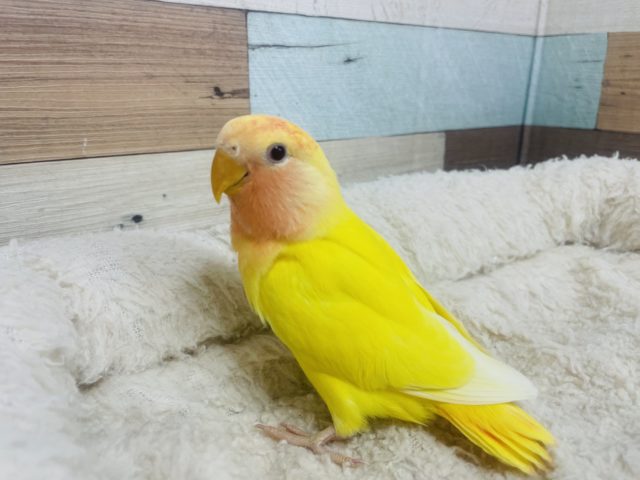 コザクラインコ（小桜インコ）