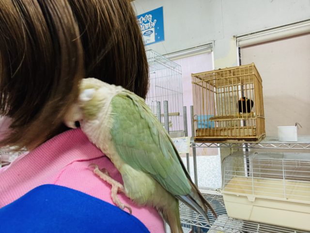 ホオミドリウロコインコ