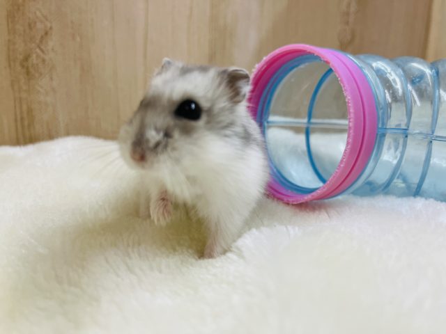 ドワーフハムスターの1種