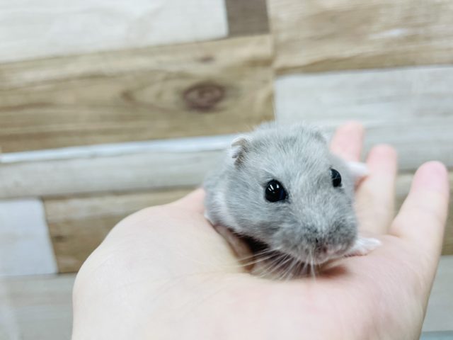 ロシアンブルーハムスター
