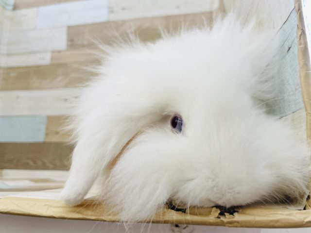 アメリカンファジーロップ