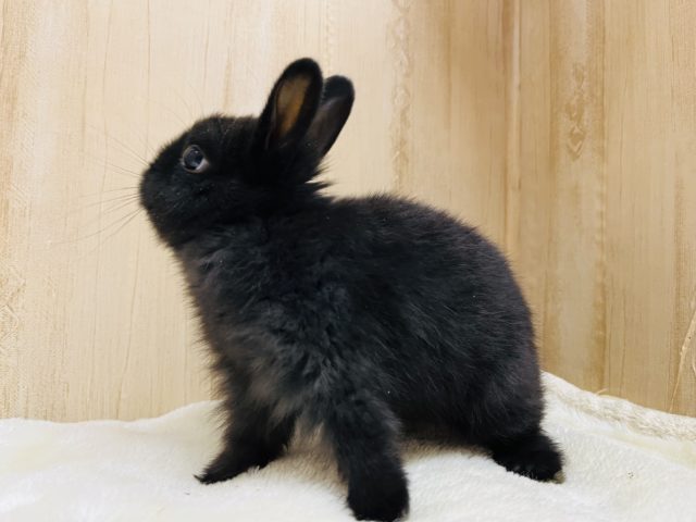 ネザーランドドワーフ