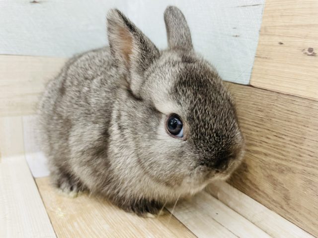 ミニウサギ