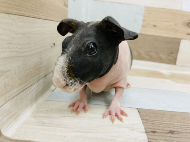 スキニーギニアピッグ