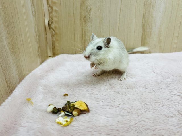 カラージャービル（スナネズミ）