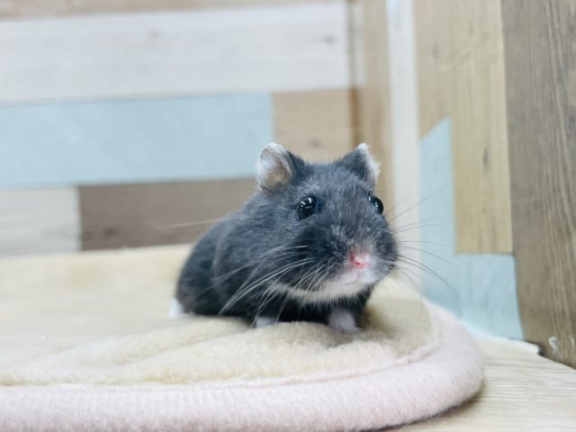 リアルブラックハムスター