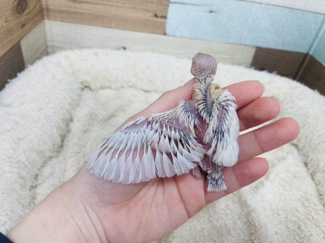 シルバーイノ文鳥
