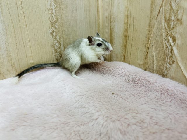 カラージャービル（スナネズミ）