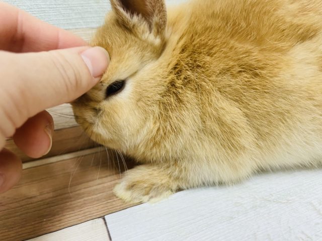 ネザーランドドワーフ