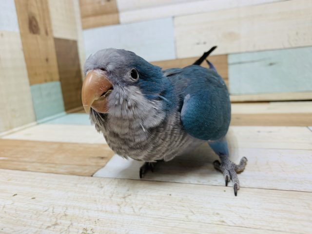 オキナインコ
