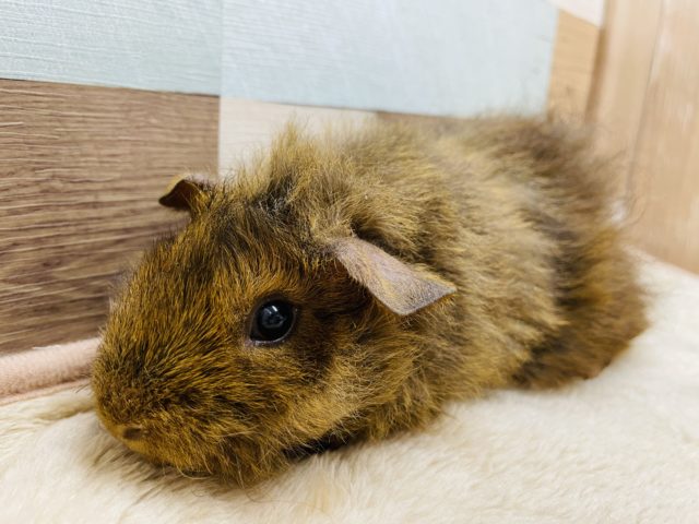 テッセルモルモット