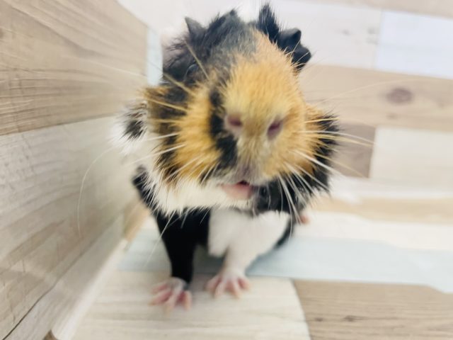 アビシニアンモルモット