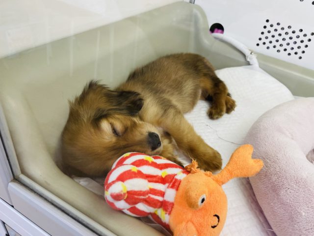 ミニチュアダックス