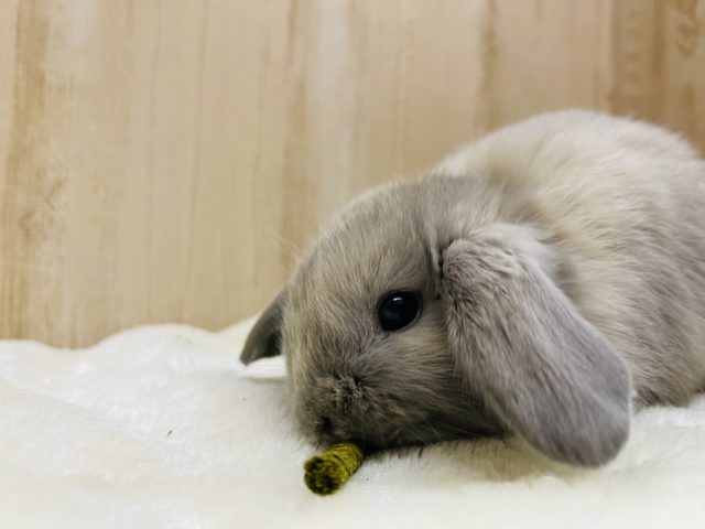 ホーランドロップ