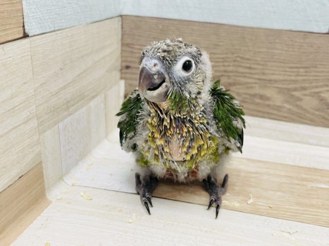 ワキコガネウロコインコ