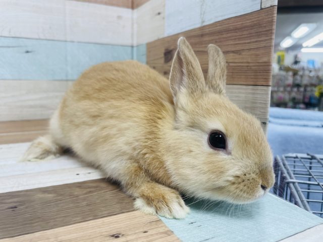 ネザーランドドワーフ