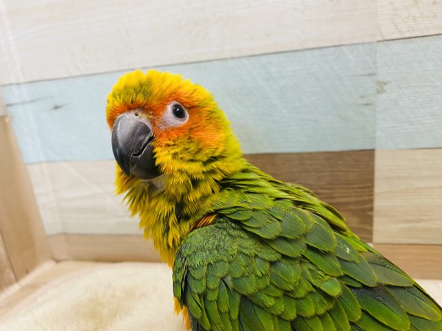 コガネメキシコインコ
