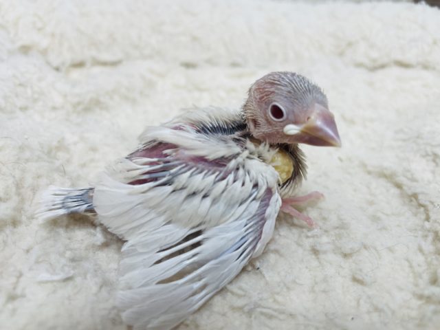 シルバーイノ文鳥