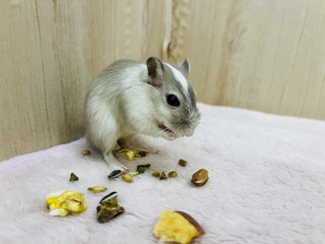 カラージャービル（スナネズミ）