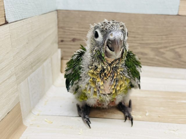 ワキコガネウロコインコ