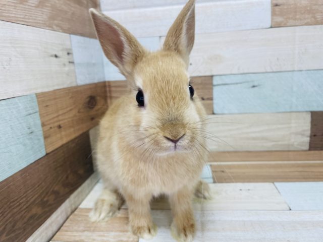 ネザーランドドワーフ