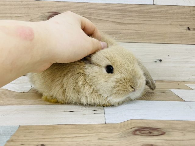 ホーランドロップ