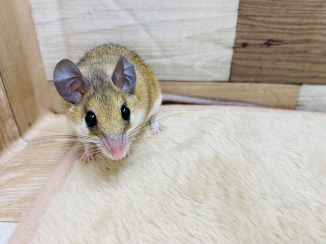 カイロトゲマウス