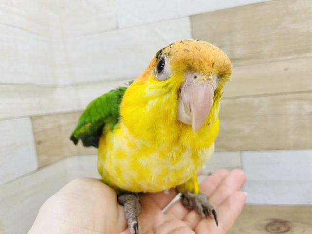 シロハラインコ