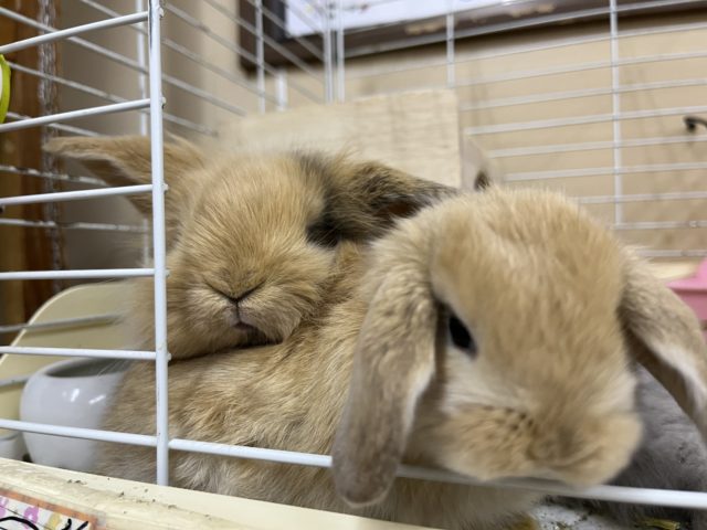 毛並みもっふり♬︎ロップイヤーラビット女の子 ロップイヤーラビット