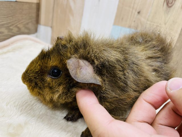 テッセルモルモット