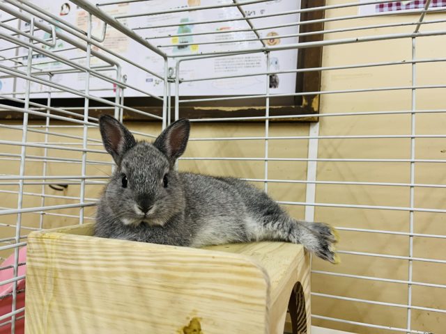 ネザーランドドワーフ