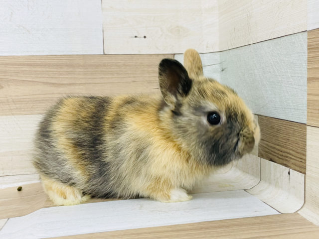 ネザーランドドワーフ