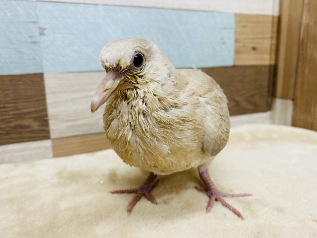 ジュズカケバト