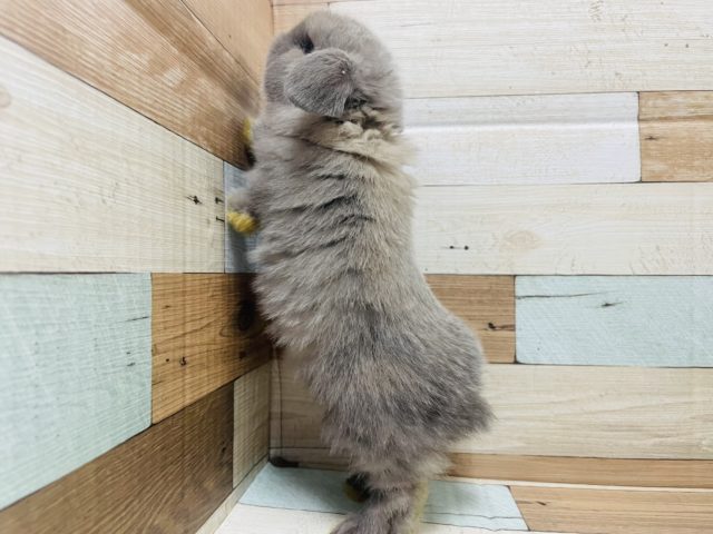 ホーランドロップ