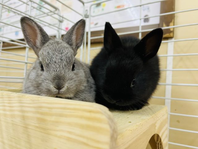 最新画像になります!おすまし顔が得意?なネザーランドドワーフ女の子♥ ネザーランドドワーフ