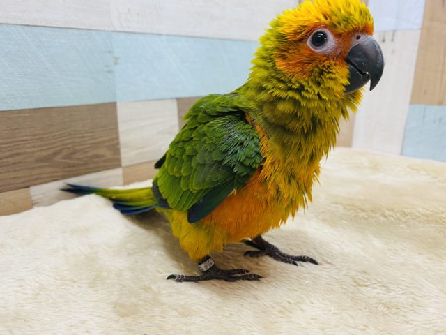 コガネメキシコインコ