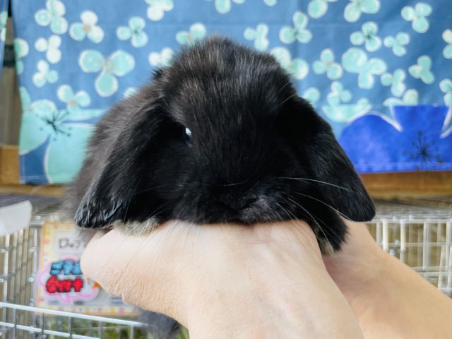 ホーランドロップ