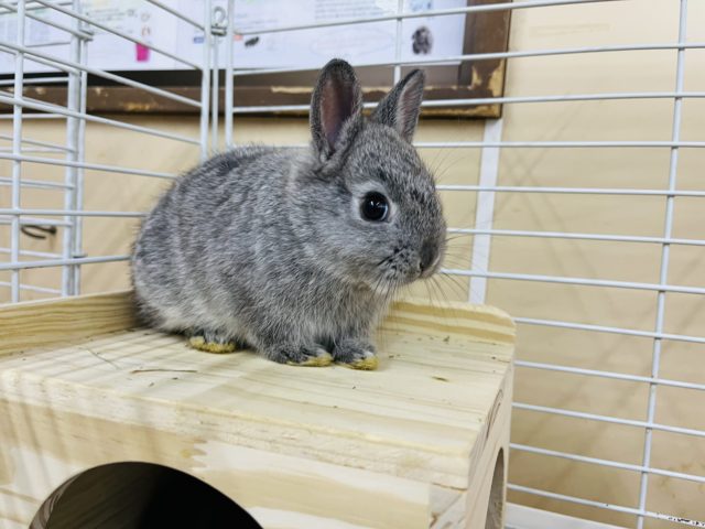 ネザーランドドワーフ