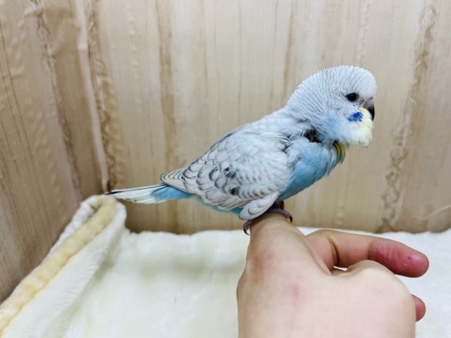 ジャンボセキセイインコ