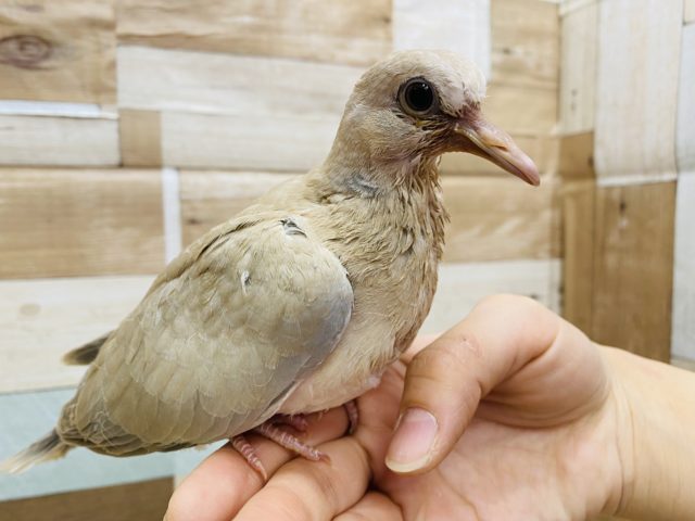 ジュズカケバト