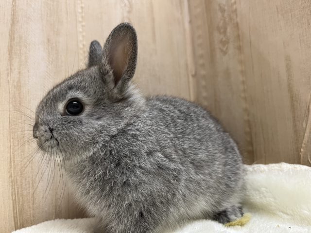 ネザーランドドワーフ