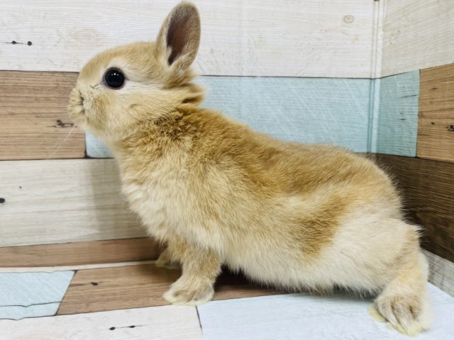 ネザーランドドワーフ