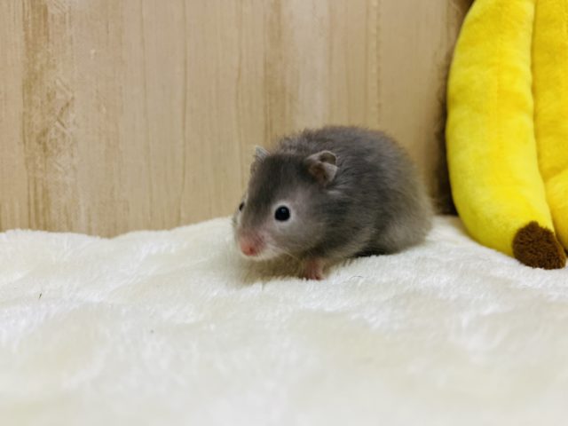 ゴールデンハムスター