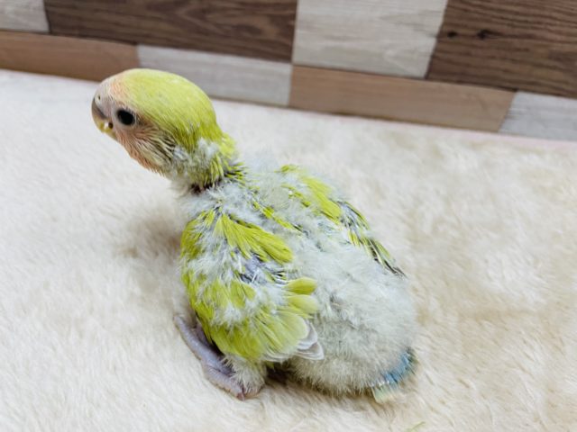 コザクラインコ（小桜インコ）