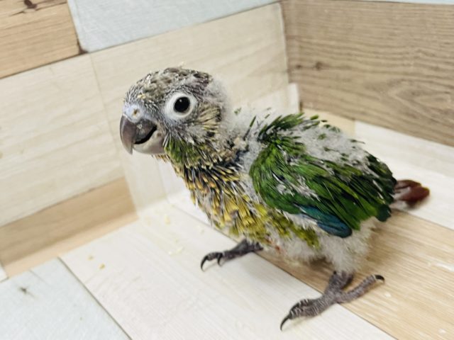 ワキコガネウロコインコ
